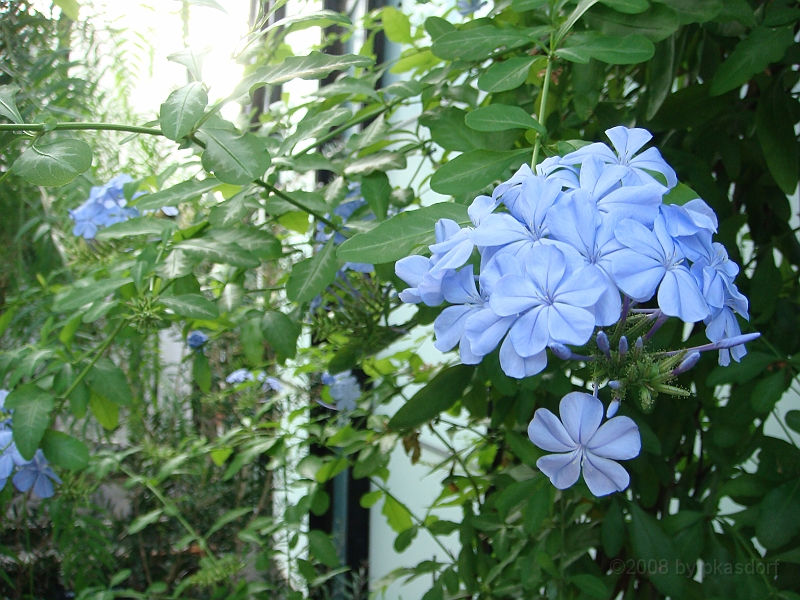 317 Longwood Gardens [2008 August 23].JPG - Longwood Gardens in Pennsylvania